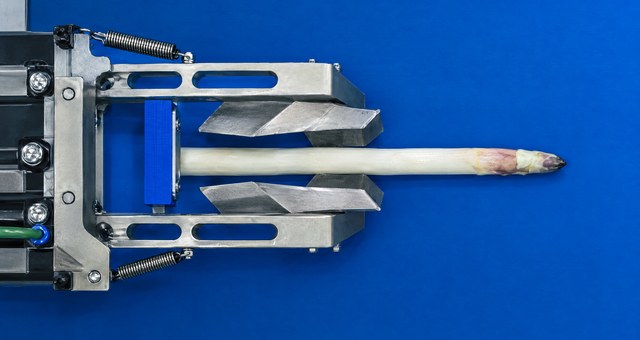 Gripper holding a peeled asparagus spear on the blue conveyor, top view